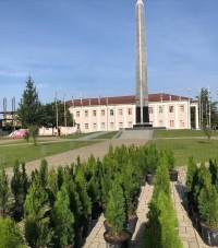 В городе вокруг памятника погибшим в ОВНА идёт процесс высадки туй, полученных в дар от Беслана Эшба