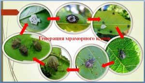 Важно: о необходимости борьбы с сельскохозяйственным вредителем — коричнево-мраморным клопом