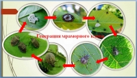 Важно: о необходимости борьбы с сельскохозяйственным вредителем — коричнево-мраморным клопом