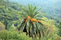 Растительный мир