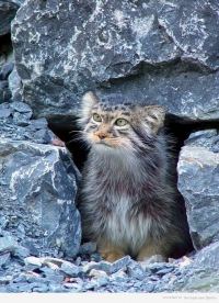 Животный мир